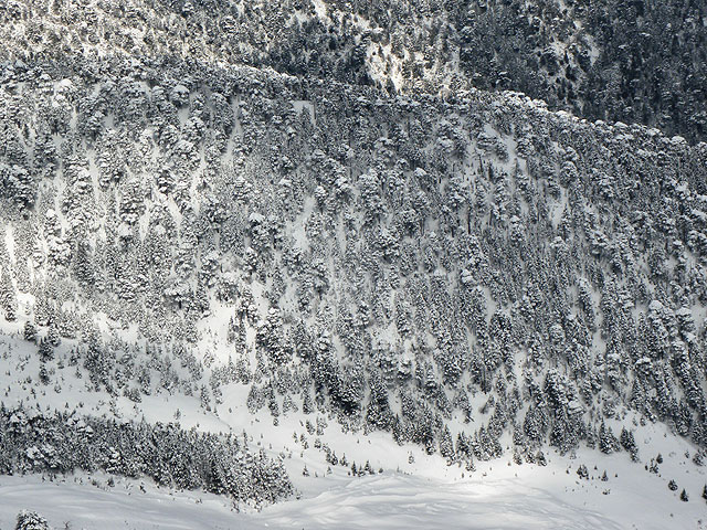 12-03-01-Tahtali-S-68-s.jpg - bergab an verschneiten Wäldern vorbei