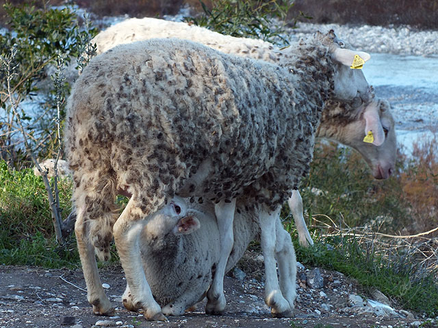 13-01-07-Camyuva-38-s.jpg - oder trinken bei Mama-Schaf