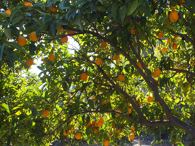 13-01-08-Kuzdere-13-s.jpg - und Orangen