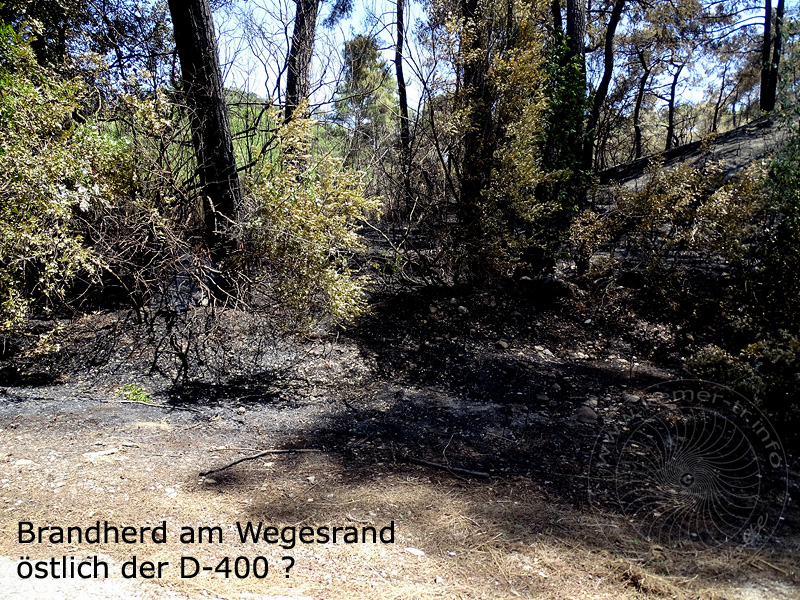 16-06-18-Wald-Goeynuek-34-s.jpg