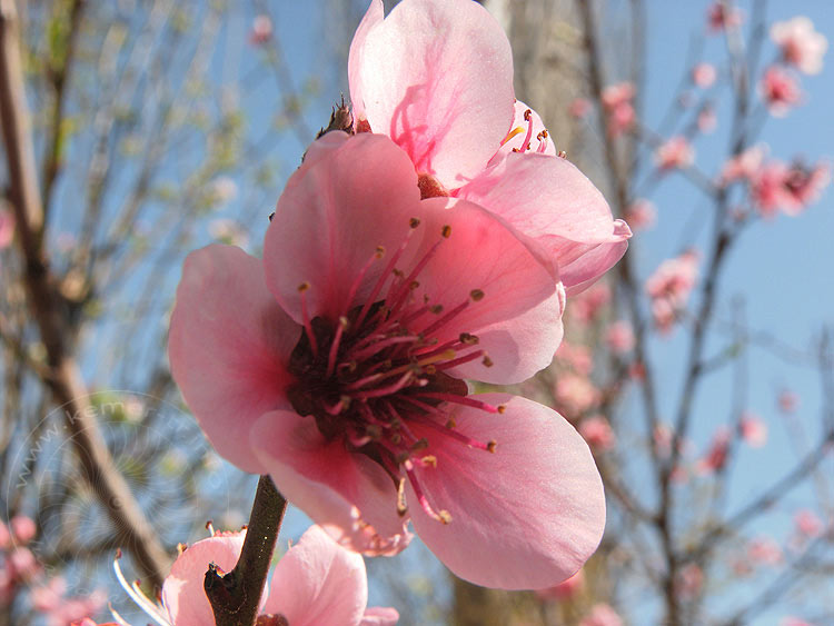 10-03-16-Blueten-02-s.JPG - Apfelblüte