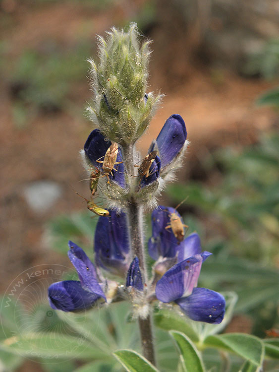 10-04-06-Phaselis-75-s.JPG - Blaue Lupine