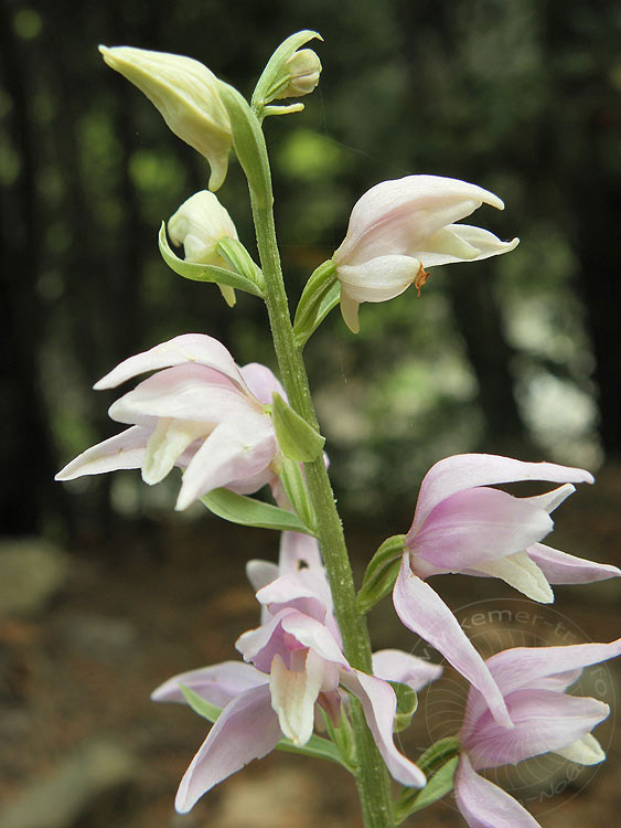 10-04-25-Wassertal-081-s.JPG - Wilde Orchidee