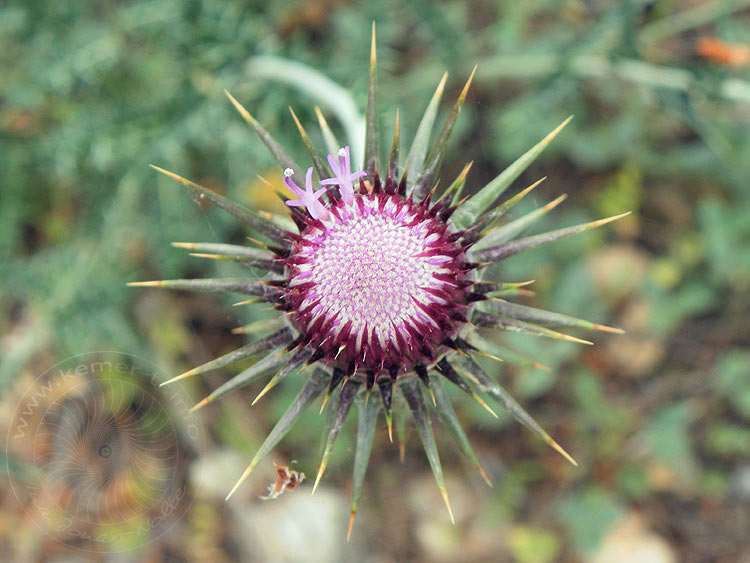 10-04-25-Wassertal-195-s.JPG - Distel