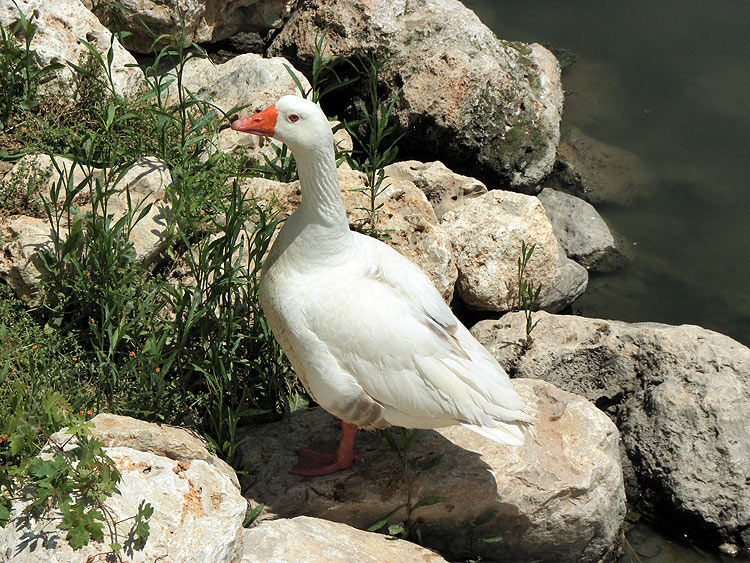 10-05-17-Kemer-17-s.JPG - Eine ganze Gans