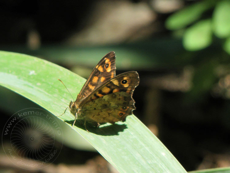 10-06-09-2-Goeynuek-18-s.JPG - Schmetterling