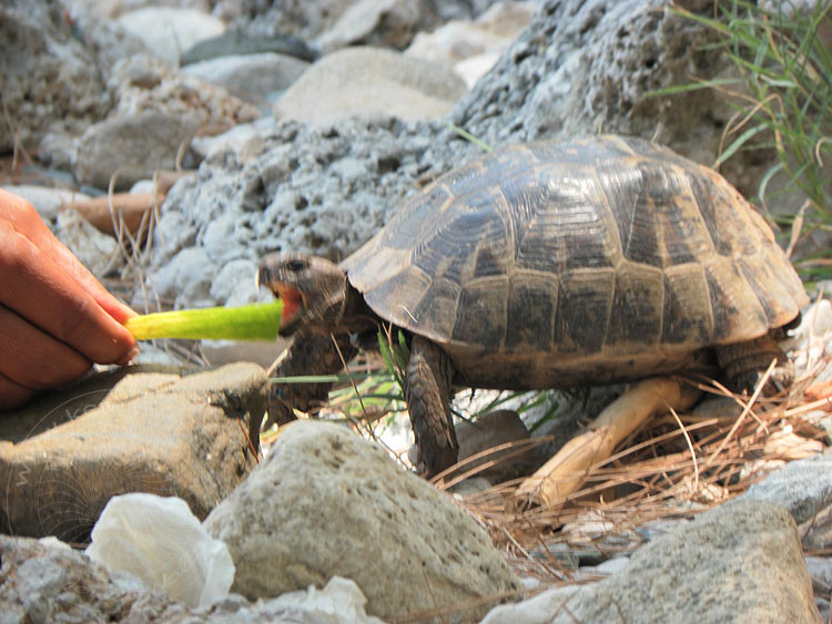 10-07-03-Phaselis-14-s.JPG - Schildkröte