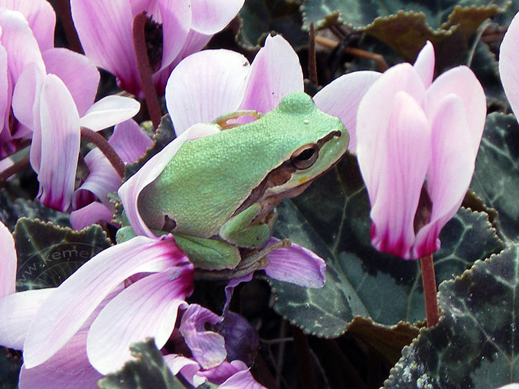 10-11-19-Phaselis-33-s.JPG - Frosch zwischen Cyclamen