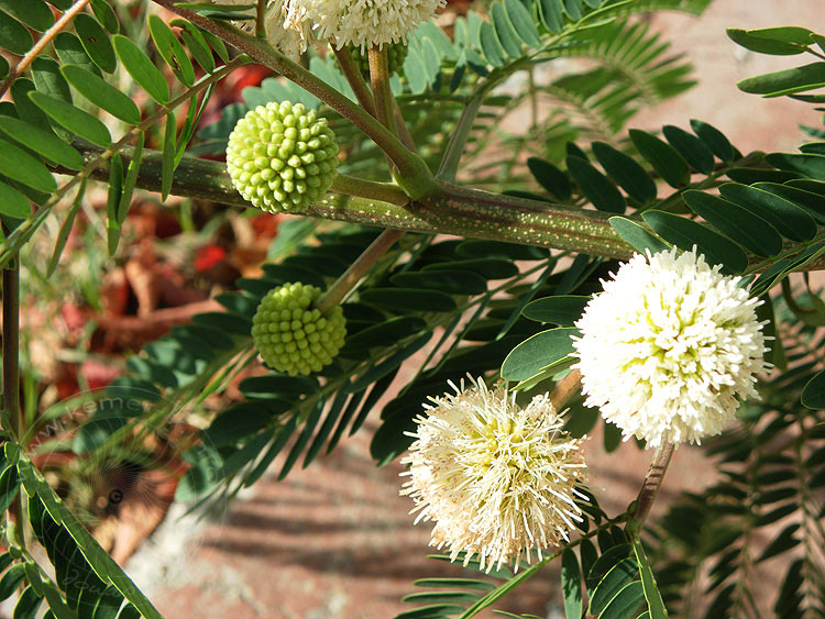 10-12-11-1-Mimose-07-s.JPG - Mimosenblüte