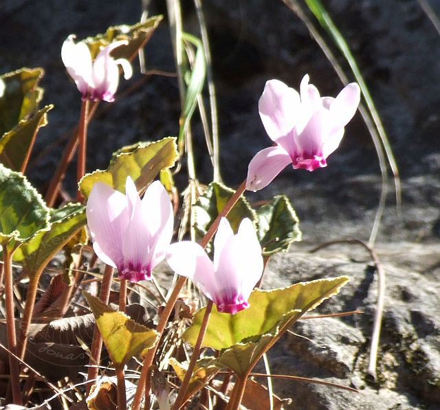 6-10-29-F-Berg-24d.jpg - Alpenveilchen, Siklamen, Cyclamen cilicium - aufgenommen am 29.Oktober 2006 in Gedelme