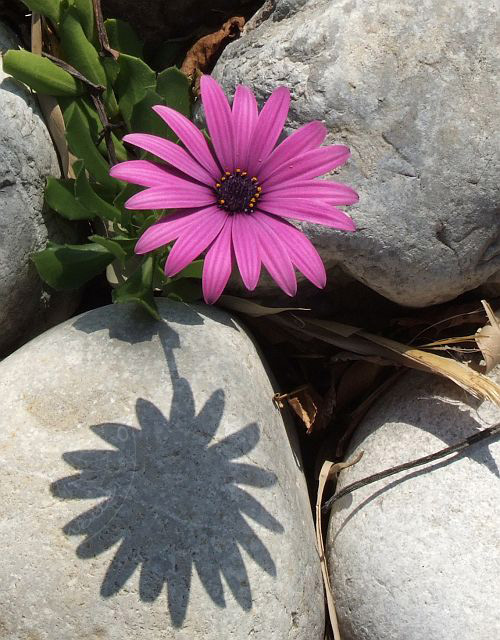 7-01-25-1-Kiris-69d.jpg - Bornholmmargerite, Osteospermum ecklonis - aufgenommen am 25. Januar 2007 in Kiris/Kemer