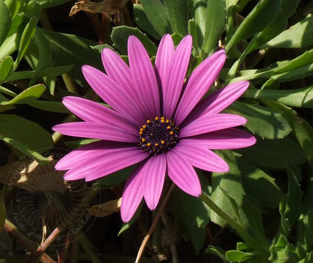 7-01-25-1-Kiris-70d.jpg - Bornholmmargerite, Bodrum papatyası, Osteospermum ecklonis - aufgenommen am 25. Januar 2007 in Kiris/Kemer