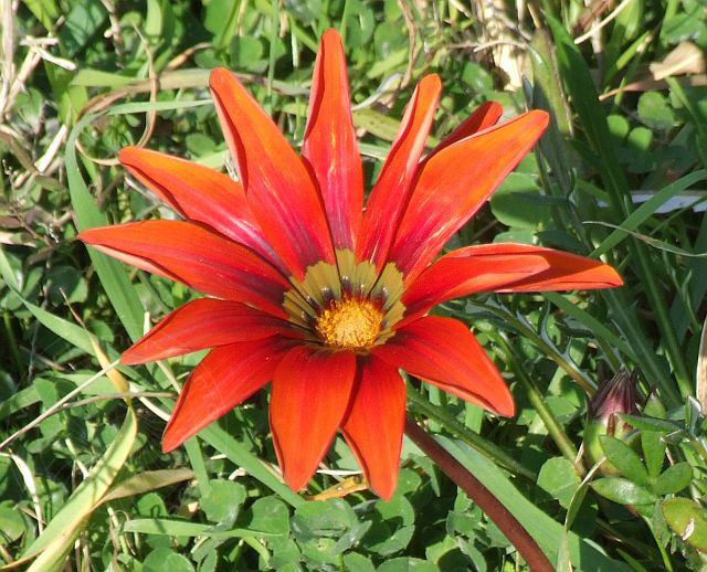 7-01-25-1-Kiris-85d.jpg - Gazanien (Mittagsgoldblume), Gazania - aufgenommen am 25. Januar 2007 in Kiriş/Kemer