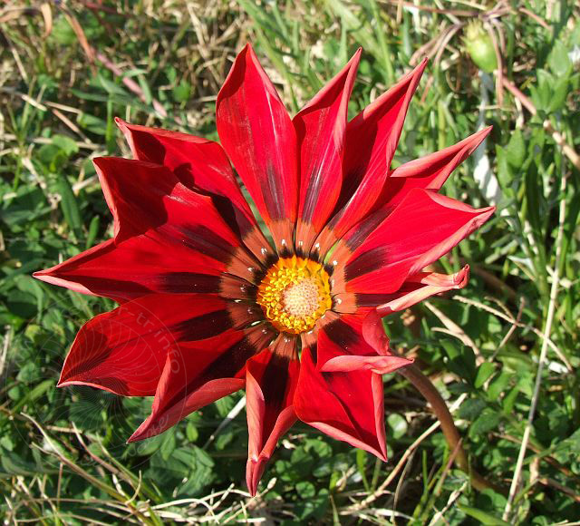 7-01-25-1-Kiris-87d.jpg - Gazanien (Mittagsgoldblume), Gazania - aufgenommen am 25. Januar 2007 in Kiriş/Kemer