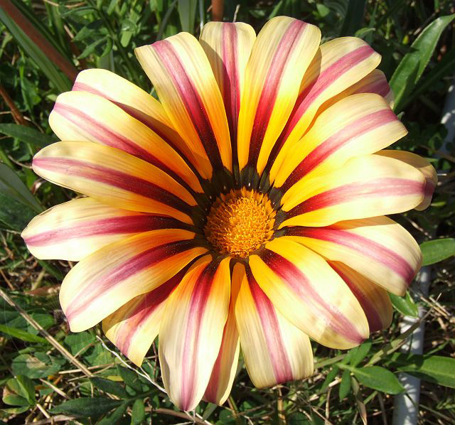 7-01-25-1-Kiris-89d.jpg - Gazanien (Mittagsgoldblume), Gazania - aufgenommen am 25. Januar 2007 in Kiriş/Kemer