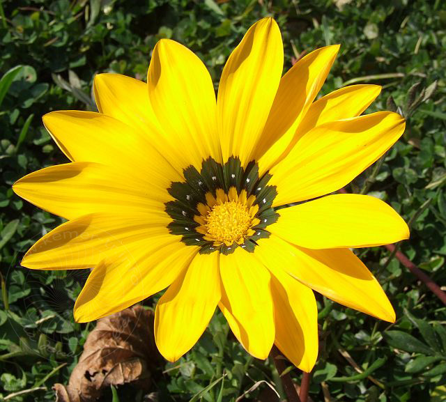 7-01-25-1-Kiris-91d.jpg - Gazanien (Mittagsgoldblume), Gazania - aufgenommen am 25. Januar 2007 in Kiriş/Kemer