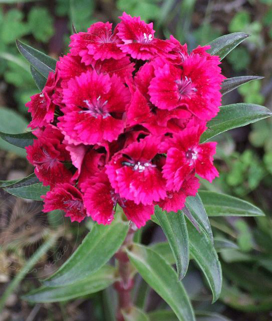 7-05-02-Olympos-118d.jpg - Bartnelken, Karanfil, Dianthus barbatus - aufgenommen am 2. Mai 2007 in Olympos