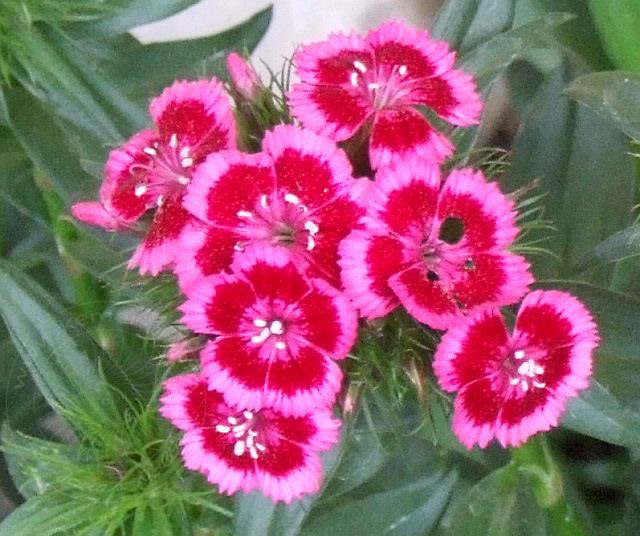 7-05-02-Olympos-123d.jpg - Bartnelken, Karanfil, Dianthus barbatus - aufgenommen am 2. Mai 2007 in Olympos