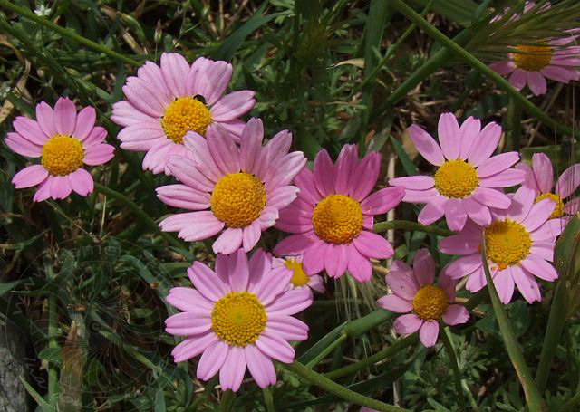 7-05-02-Tahtali-77d.jpg - Rosa Margerite, Tanacetum coccineum - aufgenommen am 2. Mai 2007 in Beycik