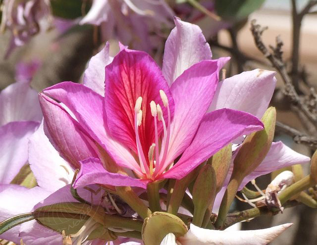 7-05-03-Goeynuek-02d.jpg - Orchideenbaum, Orkide ağacı, Bauhinia purpurea - aufgenommen am 3. Mai 2007 in Göynük