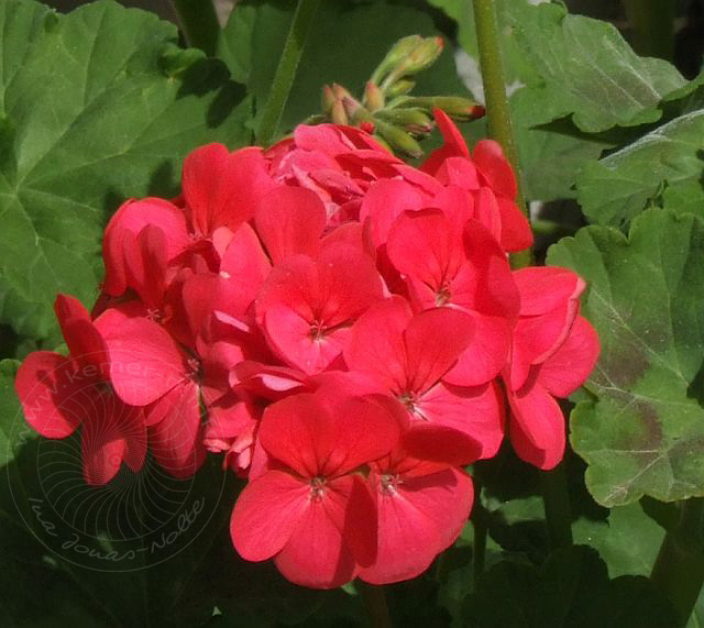 7-05-03-Goeynuek-05d.jpg - Geranienblüte, Sardunya, Pelargonium zonale - aufgenommen am 3. Mai 2007 in Göynük