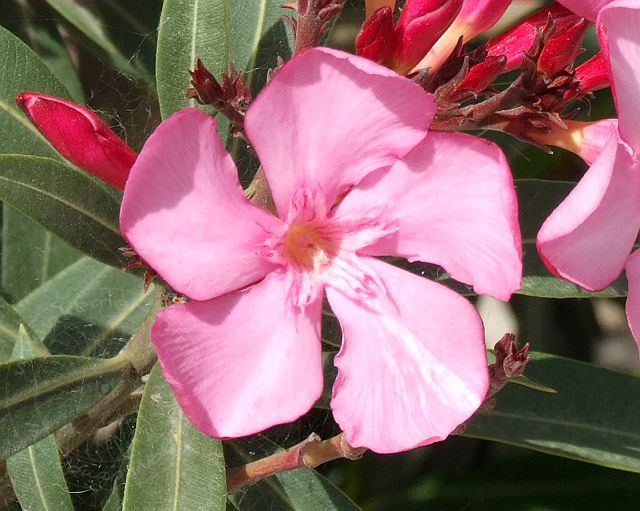 7-05-03-Goeynuek-07d.jpg - Oleander, Zakkum, Nerium oleander - aufgenommen am 3. Mai 2007 in Göynük