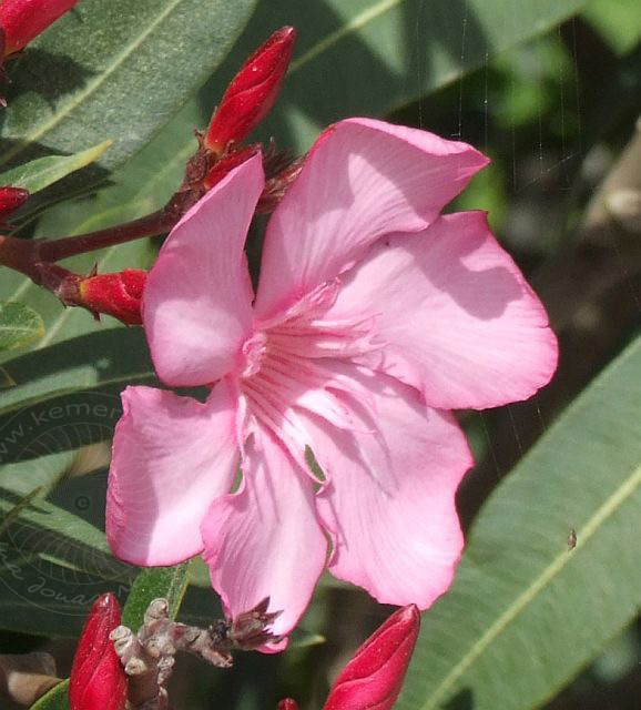 7-05-03-Goeynuek-08ad.jpg - Oleander, Zakkum, Nerium oleander - aufgenommen am 3. Mai 2007 in Göynük