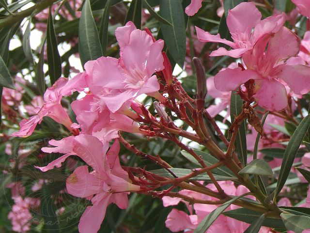 7-06-01-3-Blumen-16d.jpg - Oleander, Zakkum, Nerium oleander - aufgenommen am 1. Juni 2007 in Kuzdere