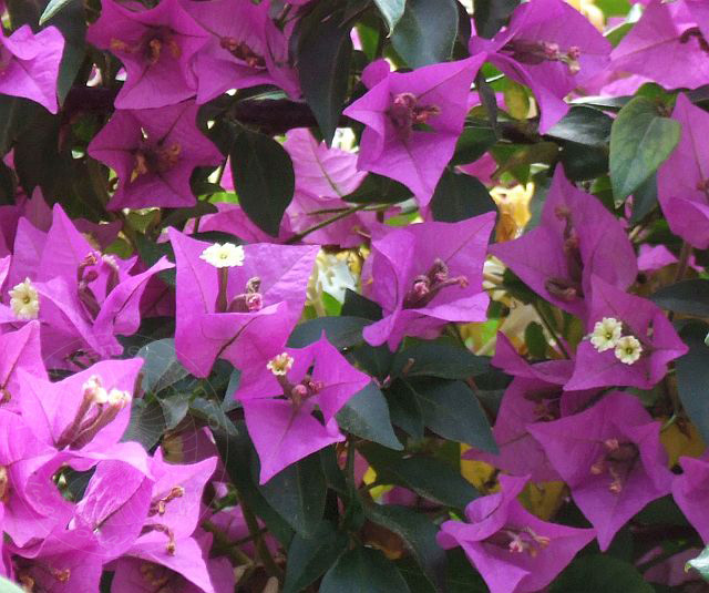 7-06-01-3-Blumen-18d.jpg - Bougainvillea, Begonvil, Bougainvillea glabra - aufgenommen am 1. Juni 2007 in Kuzdere/Kemer