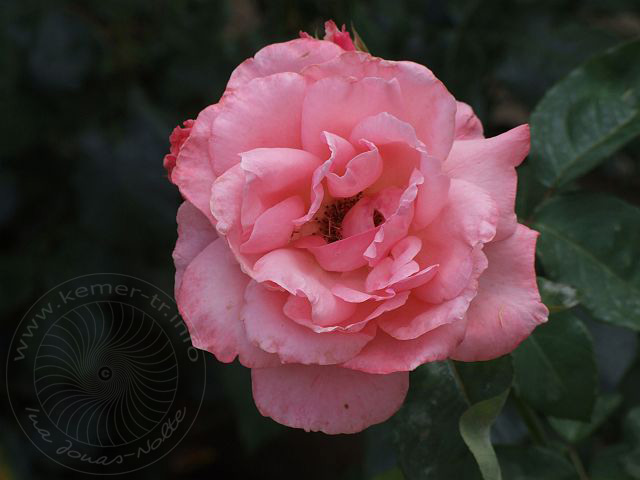 7-06-01-3-Blumen-25d.jpg - Rose, Gül, Rosa - aufgenommen am 1. Juni 2007 in Kuzdere