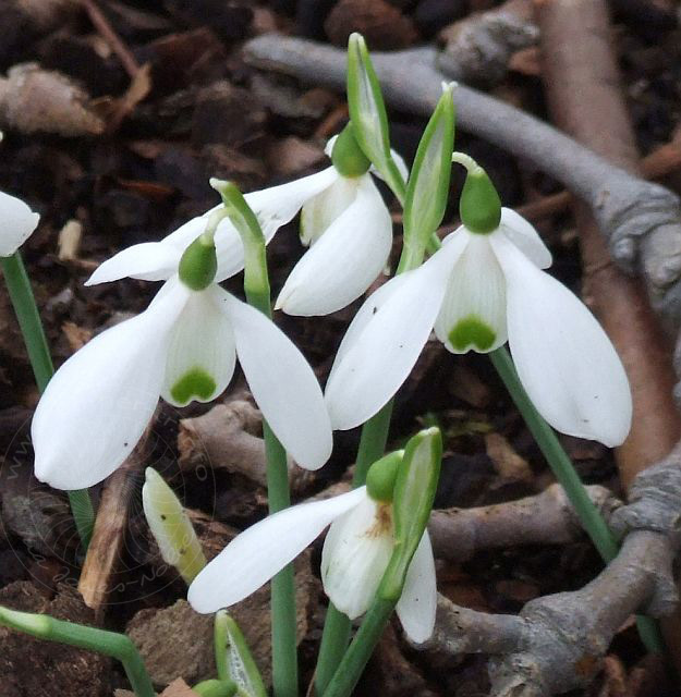 7-11-20-1-Tahtali-29d.jpg - Schneeglöckchen, Kardelen, Galanthus peshmenii - aufgenommen  am 20. November 2007 in Gedelme