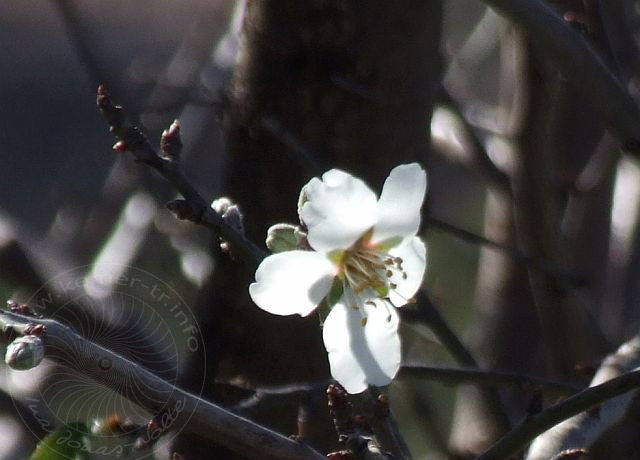 8-01-30-Kumluca-Tal-15d.jpg - Mandelblüte, Badem, Amygdalus communis - aufgenommen am 30.  Januar 2008 bei Kumluca