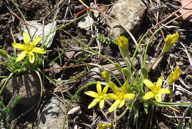 8-02-19-Kuzdere-Wandern-36d.jpg - Krokus, Sarı çiğdem, Crocus chrysanthus - aufgenommen am 19. Februar 2008 in Kuzdere/Kemer