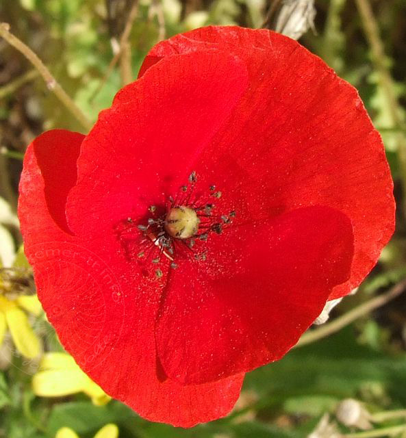 8-03-17-Cirali-32d.jpg - Klatschmohn, Gelincik, Papaver rhoeas - aufgenommen am 17. März 2008 in Cirali