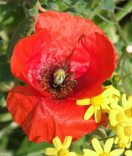 8-03-17-Cirali-34d.jpg - Klatschmohn, Gelincik, Papaver rhoeas - aufgenommen am 17. März 2008 in Cirali