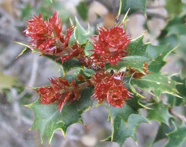 8-05-11-2-Kitanaura-051d.jpg - Kermes-Eiche, Kermes meşesi, Quercus coccifera - aufgenommen am 11. Mai 2008 in Gedelme