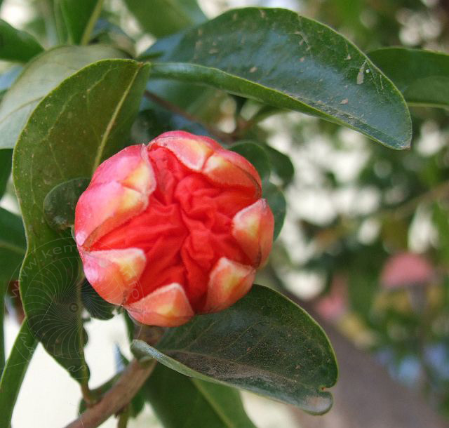 8-05-13-Kemer-03d.jpg - Granatapfelblüte (kurz vor dem Aufblühen), Nar, Punica granatum - aufgenommen am 13. Mai 2008 in Kemer