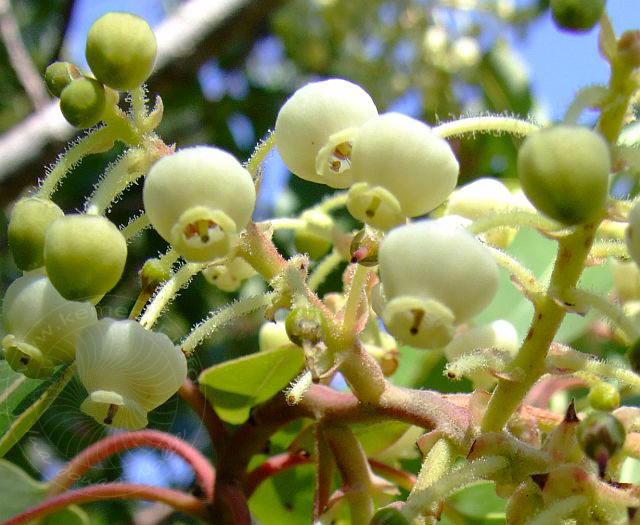 9-03-21-Phaselis-091d.jpg - Erdbeerbaum, Çilek ağacı, Arbutus unedo - aufgenommen am 21. März 2009 in Phaselis/Kemer