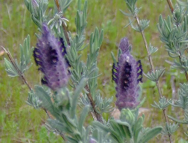 9-03-23-Kuzdere-04d.jpg - Schopflavendel, Yabanı lavanta, Lavandula stoechas - aufgenommen am 23. März 2009 in Kuzdere/Kemer