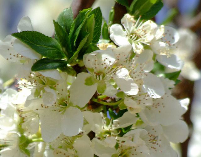 9-04-01-Bergtour-27d.jpg - Kirschblüte, Kiraz, Prunus avium (=Cerasus avium) - aufgenommen am 1. April 2009 in Gedelme