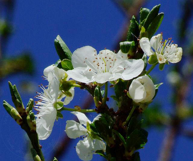 9-04-01-Bergtour-28d.jpg - Kirschblüte, Kiraz, Prunus avium (=Cerasus avium) - aufgenommen am 1. April 2009 in Gedelme
