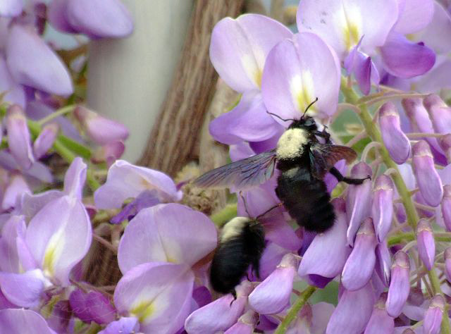 9-04-03-Blauregen-10d.jpg - Blauregen (mit Käfer), Mor salkım, Wisteria sinensis - aufgenommen am 3. April 2009 in Kuzdere/Kemer