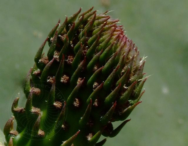 9-04-14-Cirali-Blueten-04d.jpg - Feigenkaktus (Knospe), Hint inciri, Opuntia ficus indica - aufgenommen am 14. April 2009 in Cirali