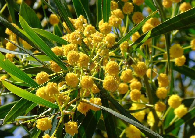 9-04-14-Cirali-Blueten-29d.jpg - Blaublättrige Akazie, Kıbrıs Akasyası, Acacia cyanophylla - aufgenommen am 14. April 2009 in Cirali