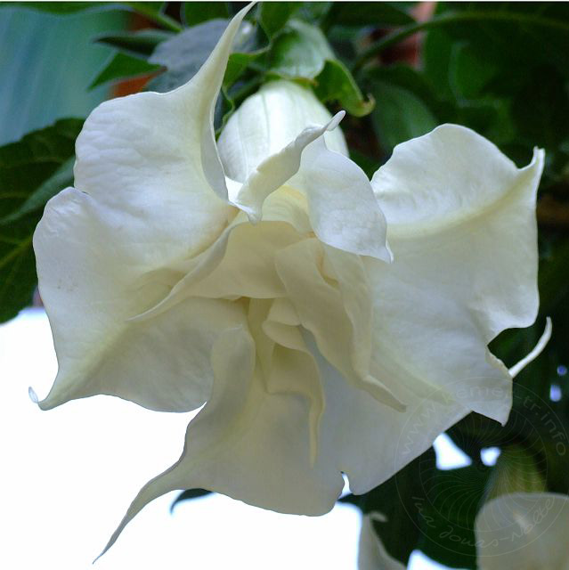 9-04-14-Cirali-Blueten-49d.jpg - Engelstrompeten, Brugmansia - aufgenommen am 14. April 2009 in Cirali