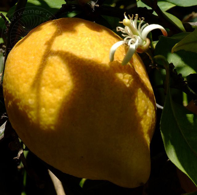 9-04-14-Cirali-Blueten-57d.jpg - Zitrone, Limon, Citrus limon - aufgenommen am 14. April 2009 in Cirali