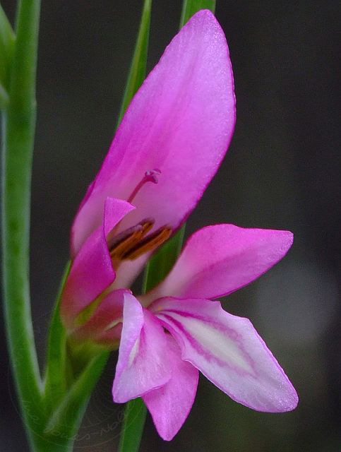 9-04-15-Kindilcesme-47d.jpg - Illyrische Siegwurz, Karga soğanı, Gladiolus illyricus - aufgenommen am 15. April 2009 in Kemer