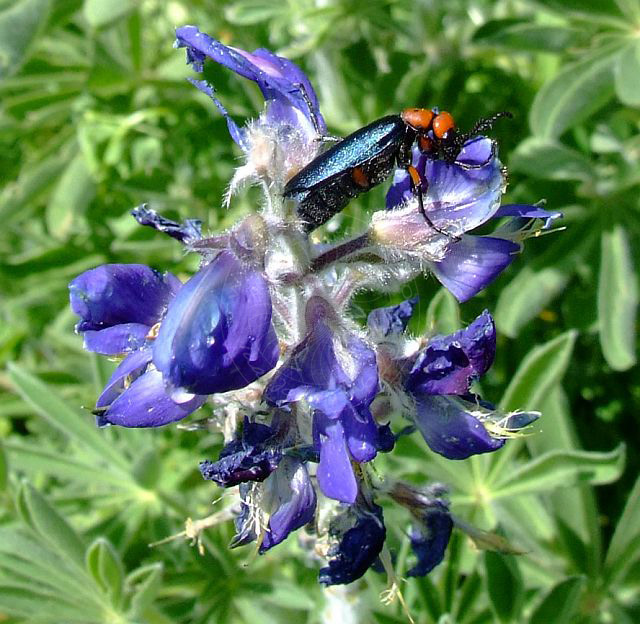 9-04-18-Maden-074d.jpg - Blaue Lupine (Schmalblättrige Lupine), Mavi acı bakla, Lupinus angustifolius - aufgenommen am 18. April 2009 in Tekirova/Kemer