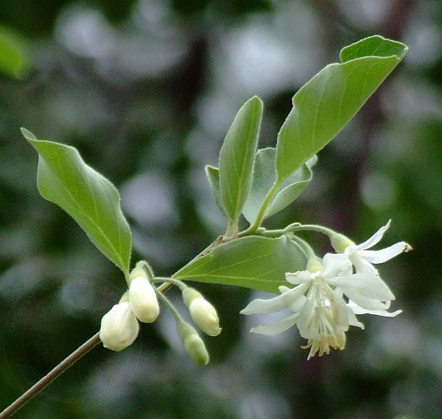 9-04-22-1-Kuzdere-02d.jpg - Storaxbaum, Ayı fındığı, Styrax officinalis - aufgenommen am 22. April 2009 in Kuzdere/Kemer