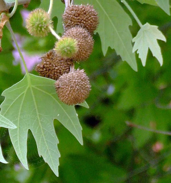 9-04-22-2-Kemer-07d.jpg - Orientalische Platane, Çınar, Platanus orientalis - aufgenommen am 22. April 2009 in Kemer